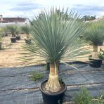 Yucca Rostrata - výška 140-160 cm, výška kmeňa: 50/60 cm, kont. C90L (-22°C) 